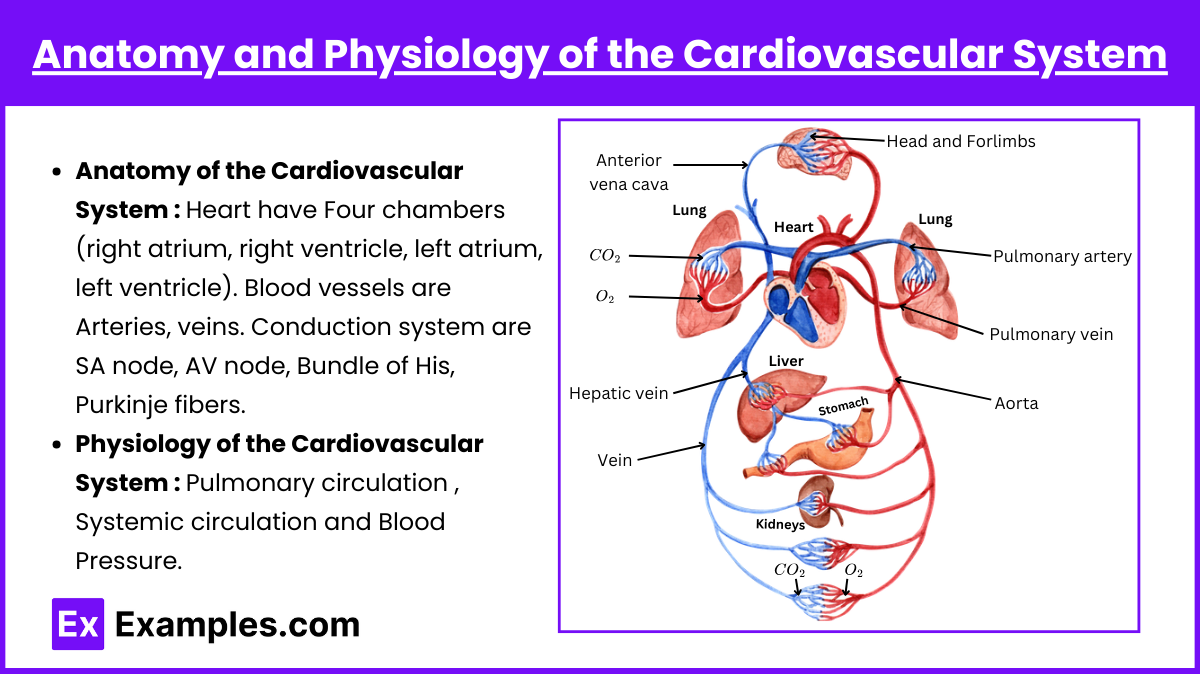 Anatomy and Physiology of the Cardiovascular System