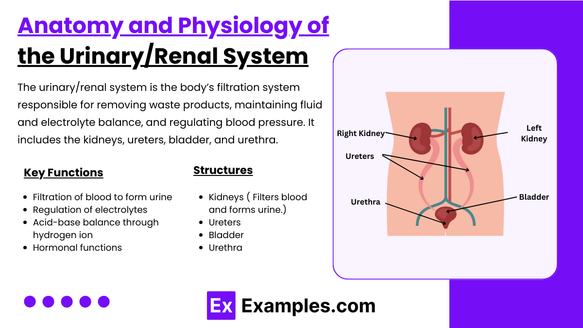 Anatomy and Physiology of the Urinary/Renal System