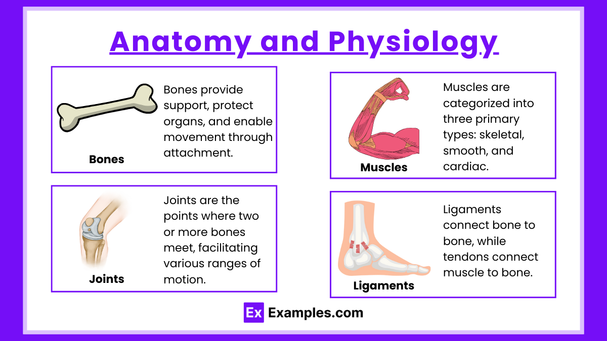 Anatomy and Physiology