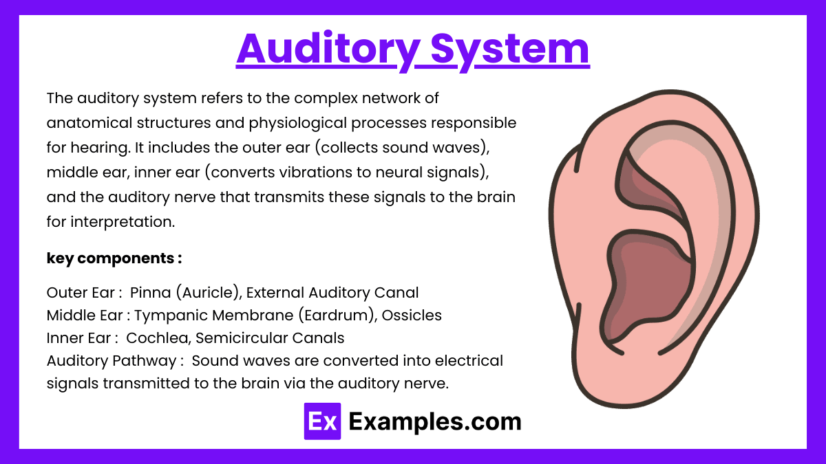 Auditory System