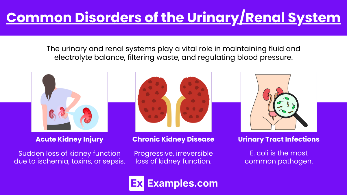 Common Disorders of the Urinary/Renal System