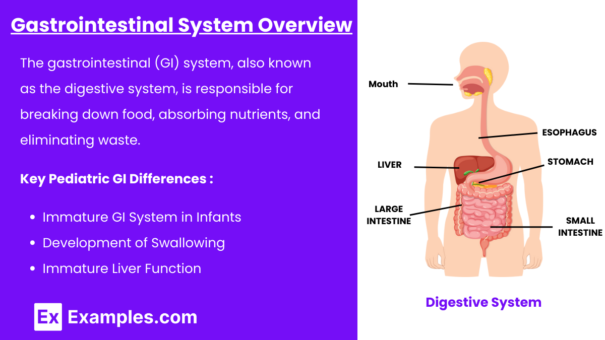 Gastrointestinal System Overview