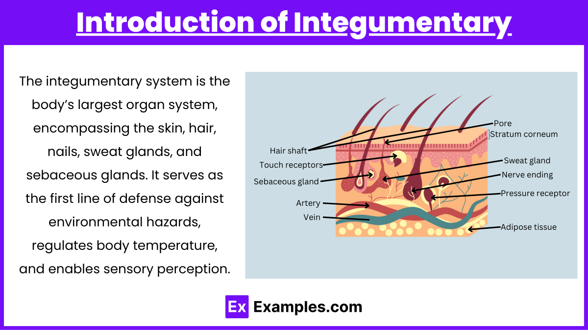 Introduction of Integumentary