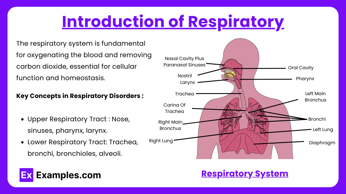 Introduction of Respiratory