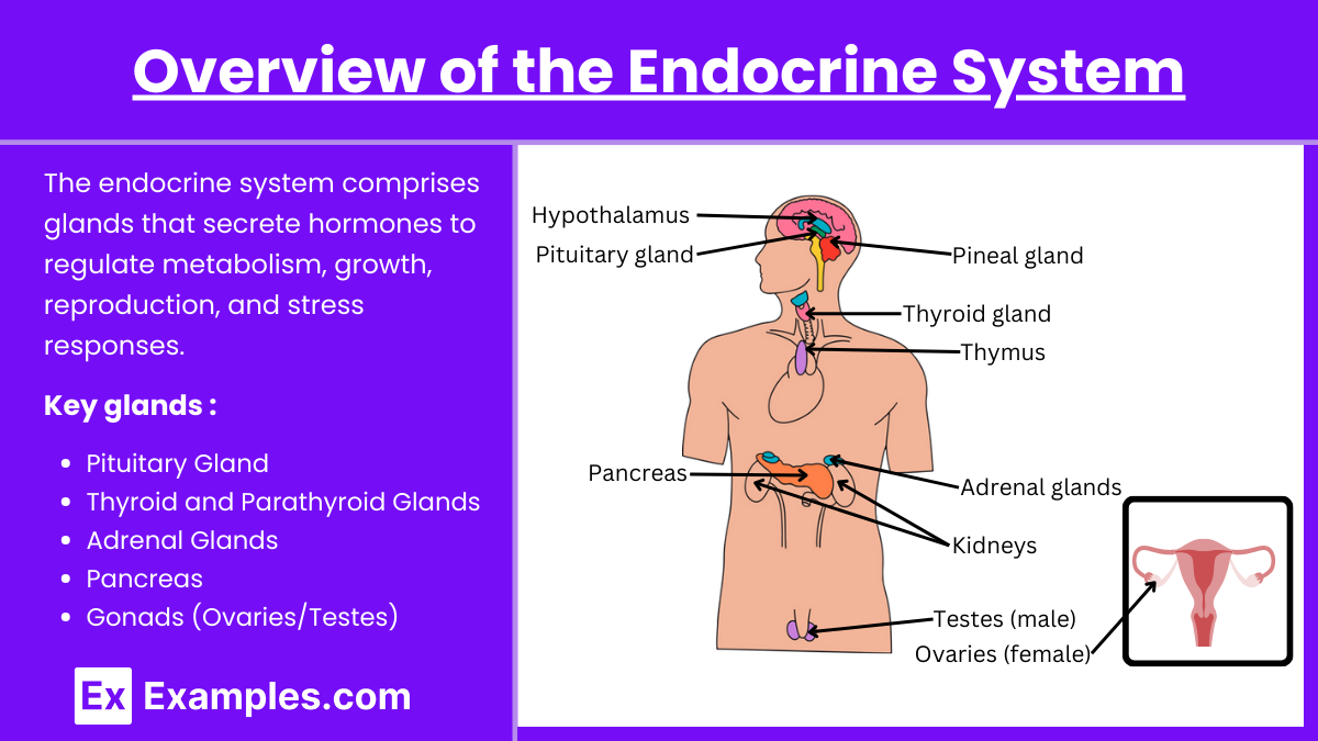 Overview of the Endocrine System