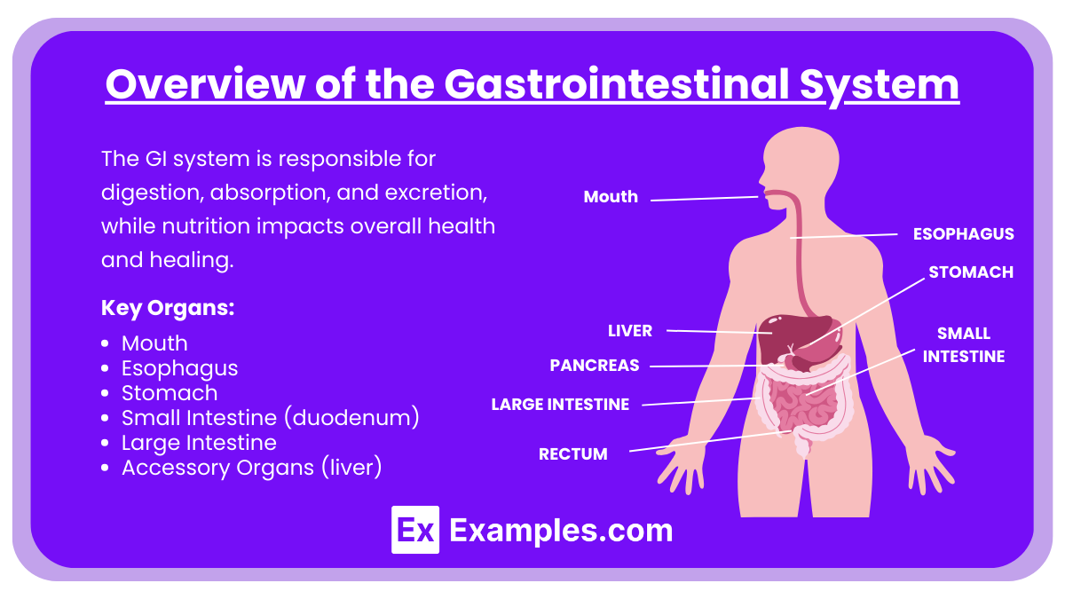 Overview of the Gastrointestinal System