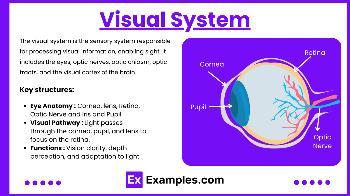 Visual System