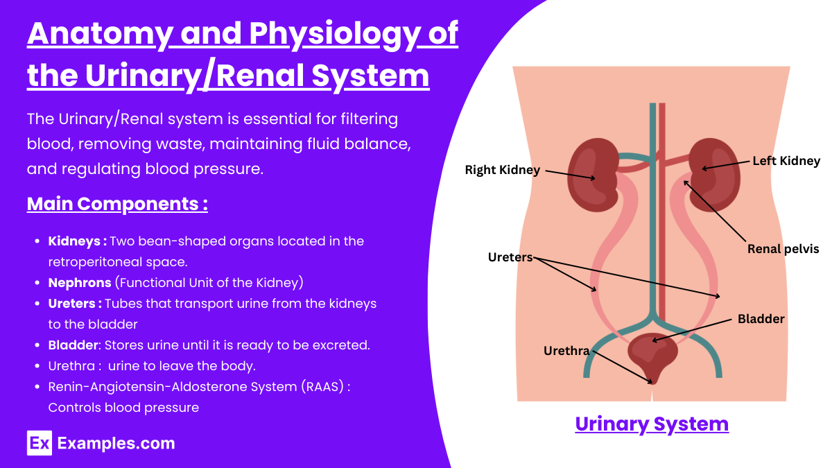 Anatomy and Physiology of the UrinaryRenal System