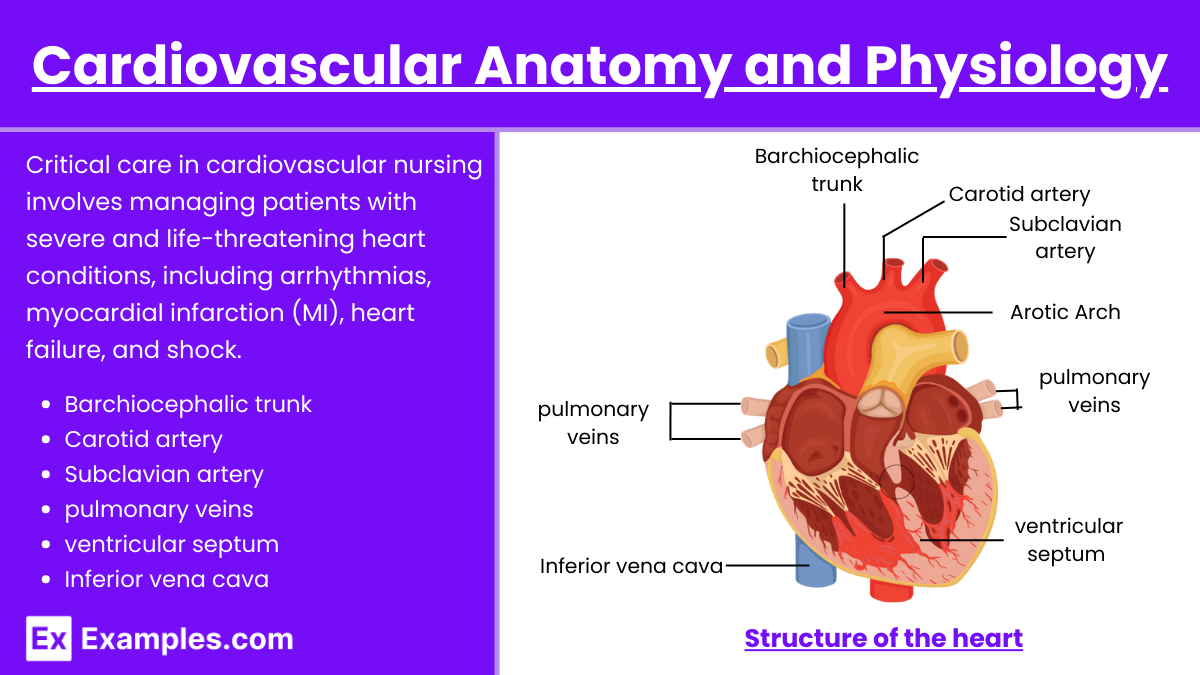 Cardiovascular Anatomy and Physiology