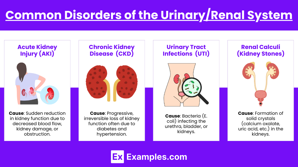 Common Disorders of the UrinaryRenal System