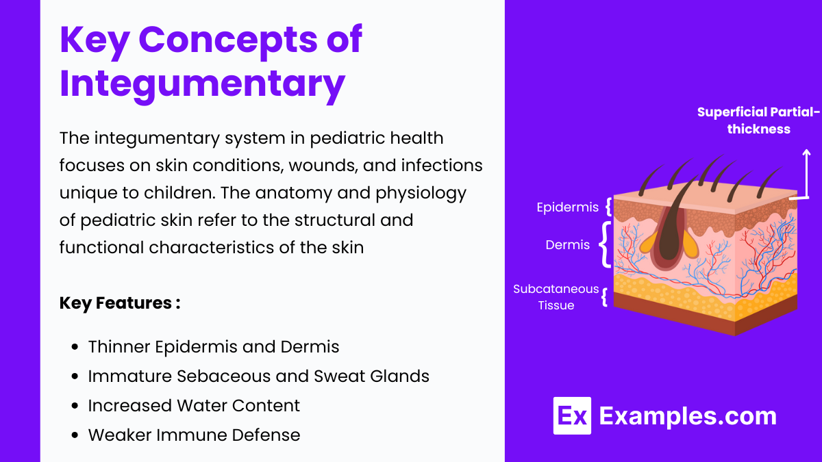 Key Concepts of Integumentary