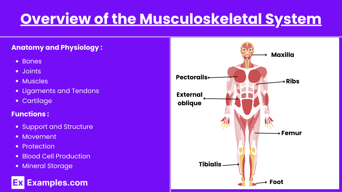 Overview of the Musculoskeletal System