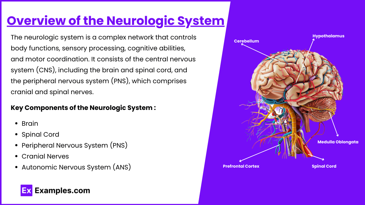 Overview of the Neurologic System