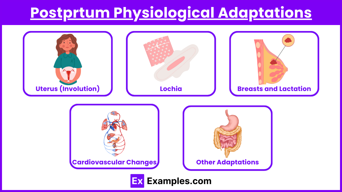 Postprtum Physiological Adaptations