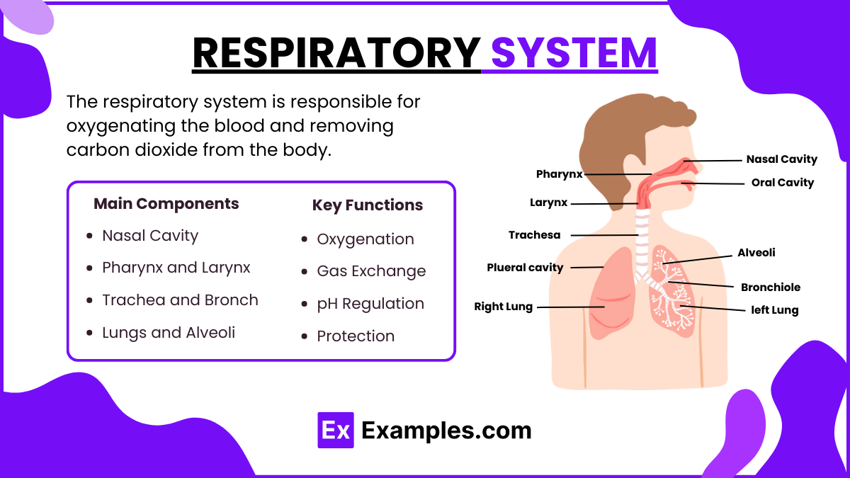 Respiratory System